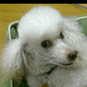 Meet your Posher, Timothy